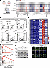 AOA augments cGAS-STING–mediated IFN response by inducing aspartate deficie