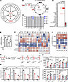 AOA amplifies IFN response via disrupting aspartate-dependent pyrimidine sy