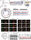 Aspartate deficiency induces mtDNA DSBs, leading to its release into the cy