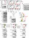 AOA prolongs IRF3 phosphorylation via the ZBP1–RIPK1/3 axis.