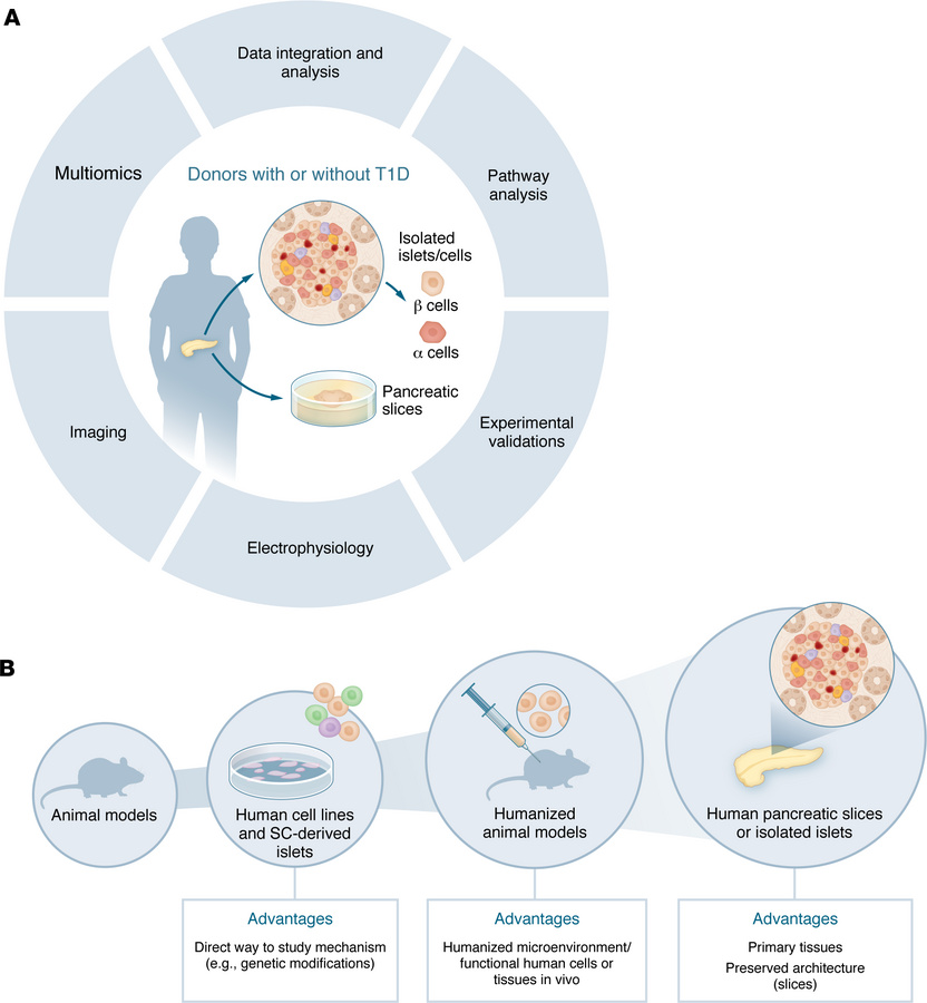 A paradigm shift in diabetes research: from “rodent-first” to “human-bas...