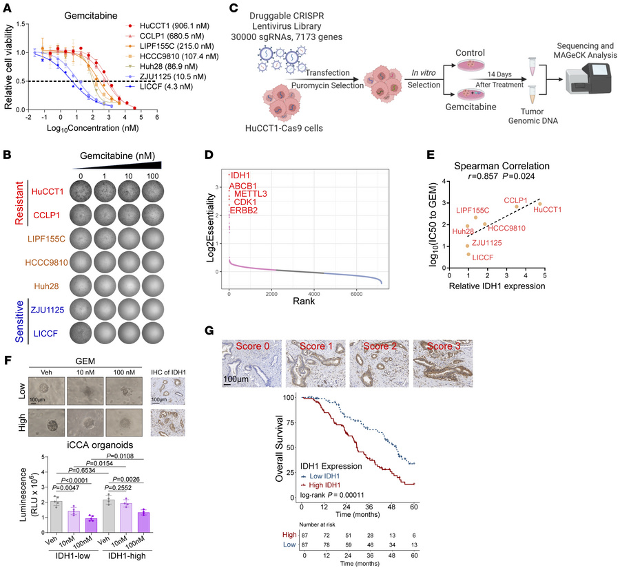 Higher IDH1 was associated with the resistance of iCCA to GEM-based chem...