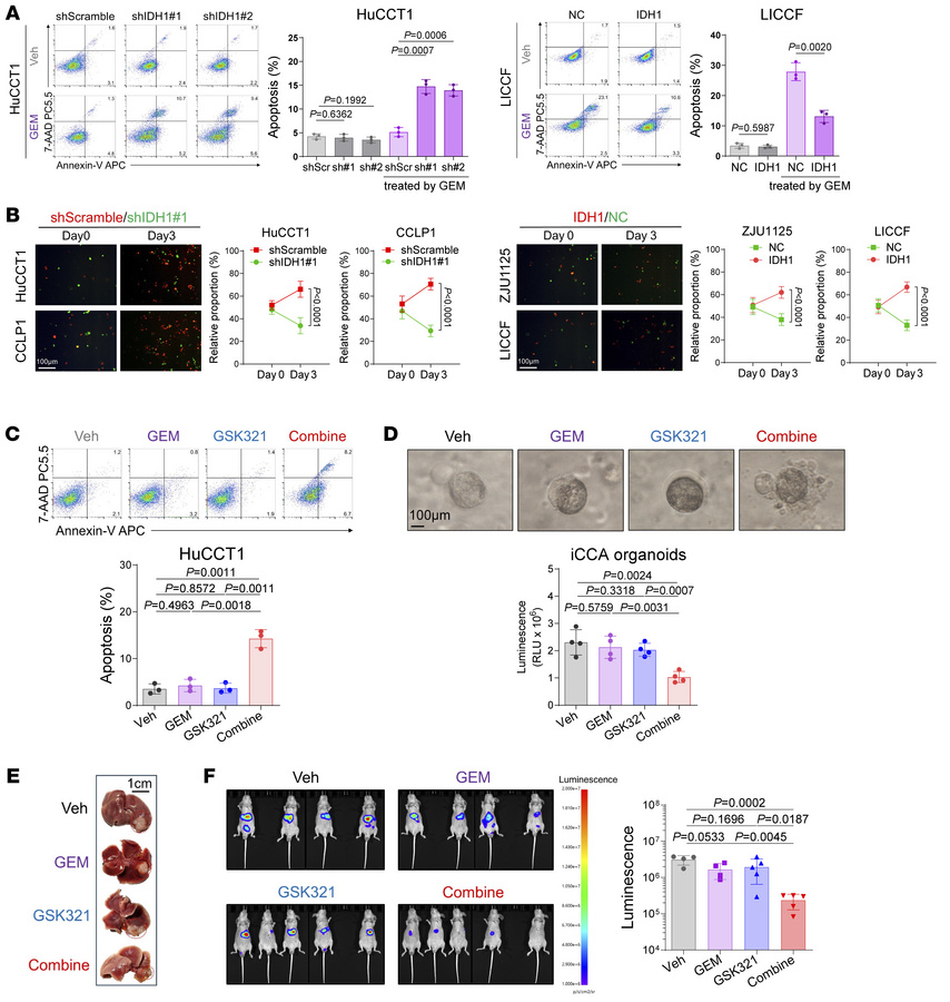 Inhibition of IDH1 alleviates the chemoresistance of iCCA to GEM.
(A) Ap...