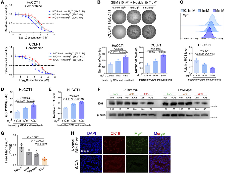 Ivosidenib possesses inhibitory effect on wtIDH1 in iCCA under physiolog...
