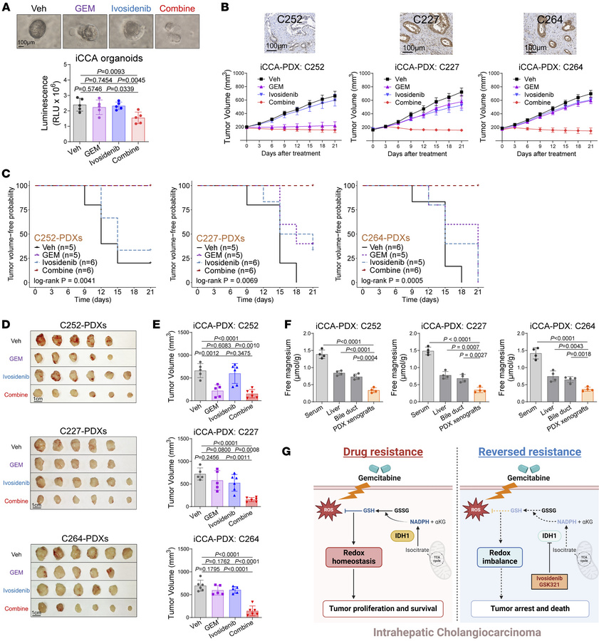 Allosteric IDH1 inhibitor ivosidenib synergies with GEM against iCCA wit...