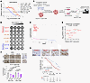 Higher IDH1 was associated with the resistance of iCCA to GEM-based chemoth