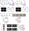 Inhibition of IDH1 alleviates the chemoresistance of iCCA to GEM.