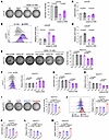 GEM treatment and IDH1 alteration affects intracellular oxidative stress in