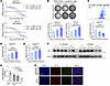 Ivosidenib possesses inhibitory effect on wtIDH1 in iCCA under physiologica