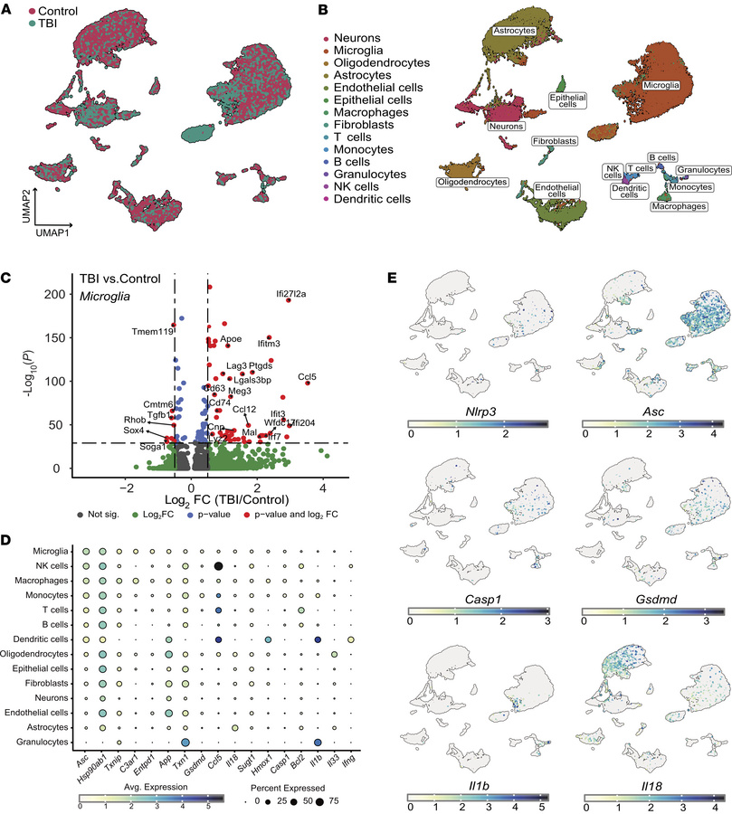 Subacute Asc expression in microglia in CHI model.
(A and B) scRNA-seq a...