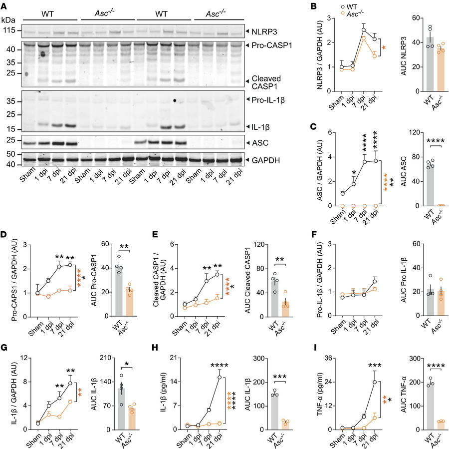 ASC contributes to the upregulation of inflammasome mediators following ...