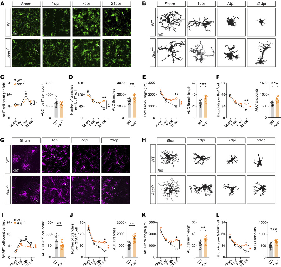 Morphology of Iba1+ and GFAP+ cells is modulated by ASC following CHI.
(...