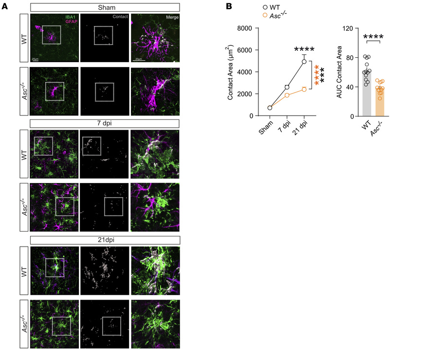 Cellular interactions of microglia and reactive astrocytes are modulated...