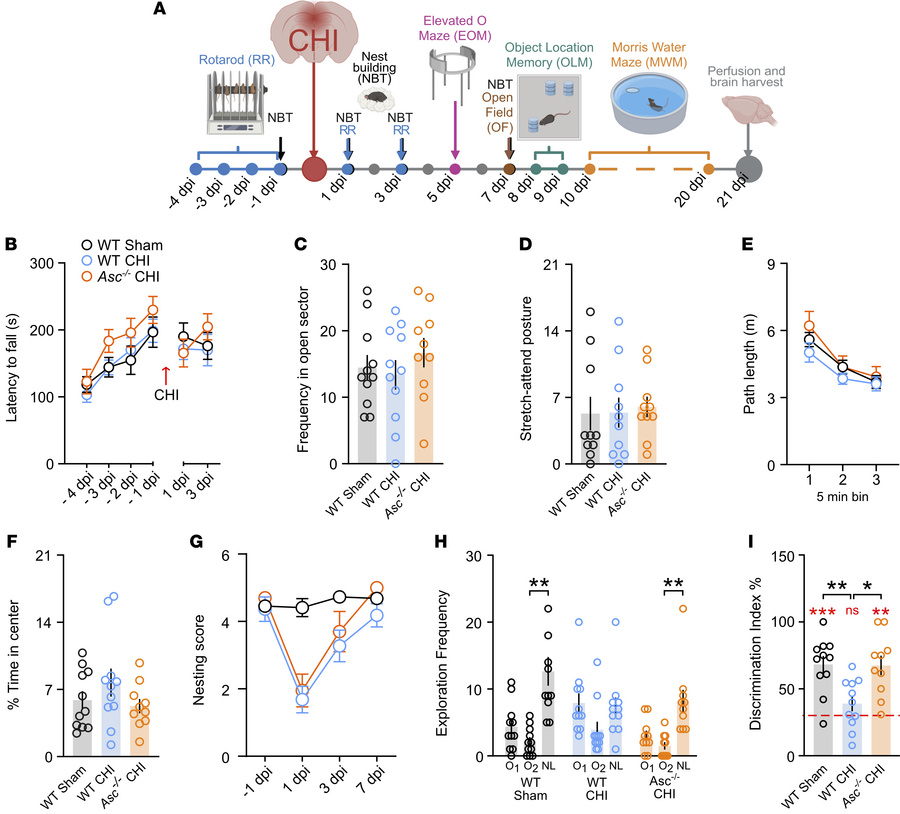 
Asc–/– mice show preserved short-term spatial memory following mCHI.
(A...