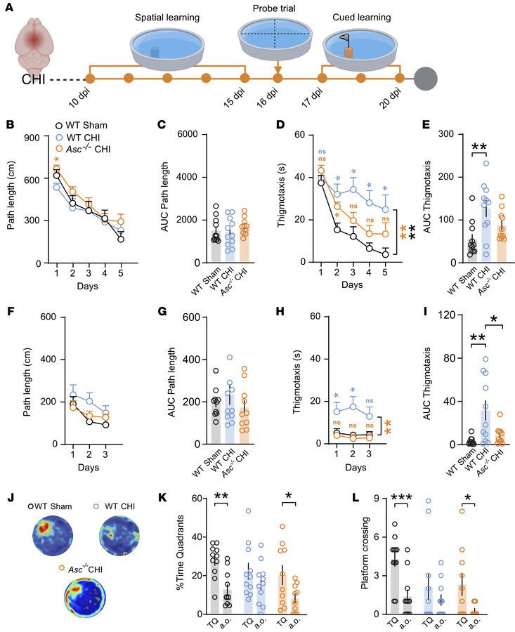 Genetic deficiency of the Asc gene protects against mild cognitive defic...