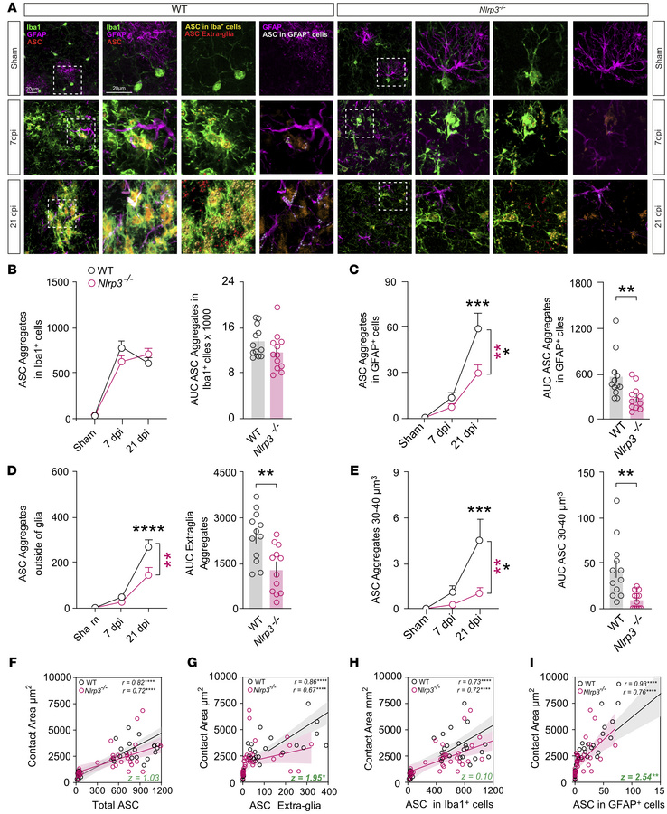 NLRP3 regulates ASC aggregation and distribution following CHI.
(A) IHC ...