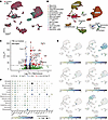 Subacute Asc expression in microglia in CHI model.