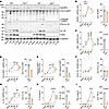 ASC contributes to the upregulation of inflammasome mediators following CHI