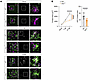 Cellular interactions of microglia and reactive astrocytes are modulated by