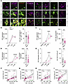NLRP3 regulates ASC aggregation and distribution following CHI.
