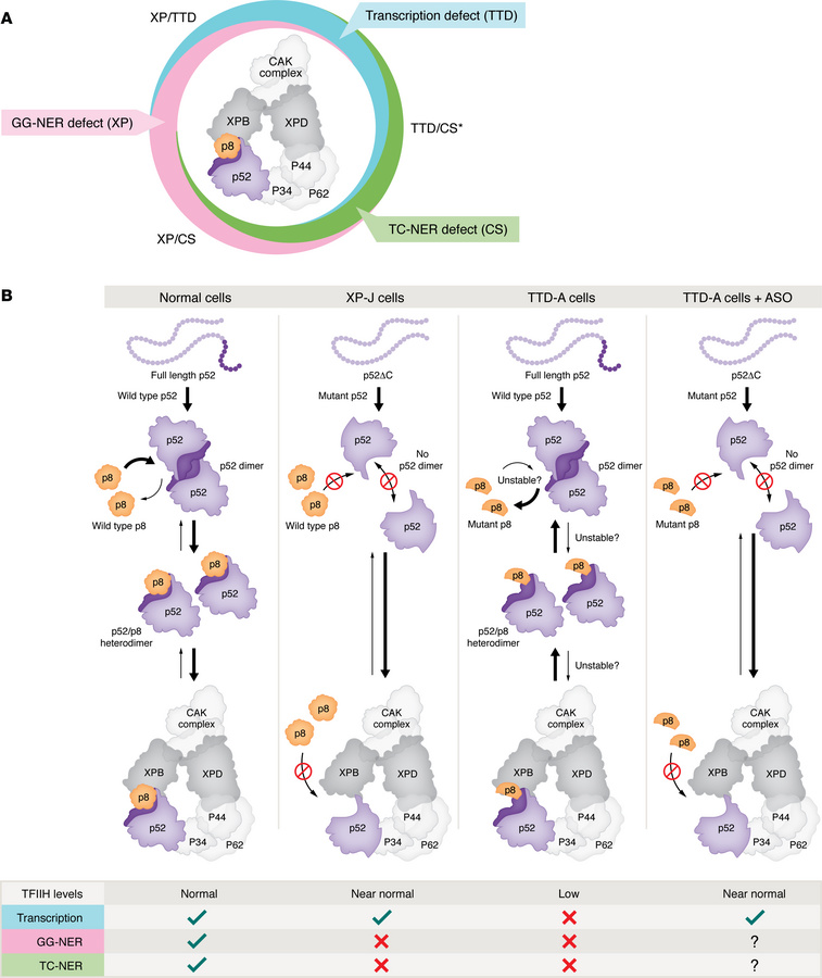 NER-associated disorders, TFIIH function, and a potential intervention f...