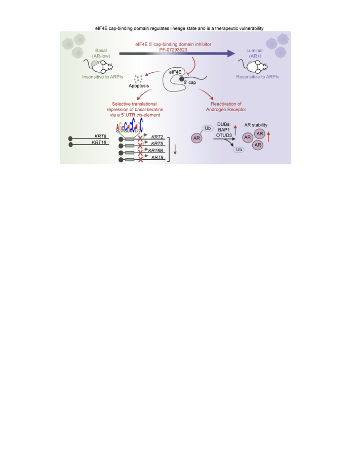 graphical abstract