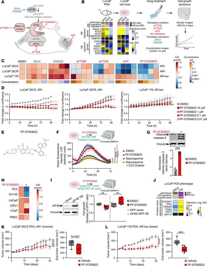 Inhibition of the eIF4E cap-binding domain suppresses advanced prostate ...