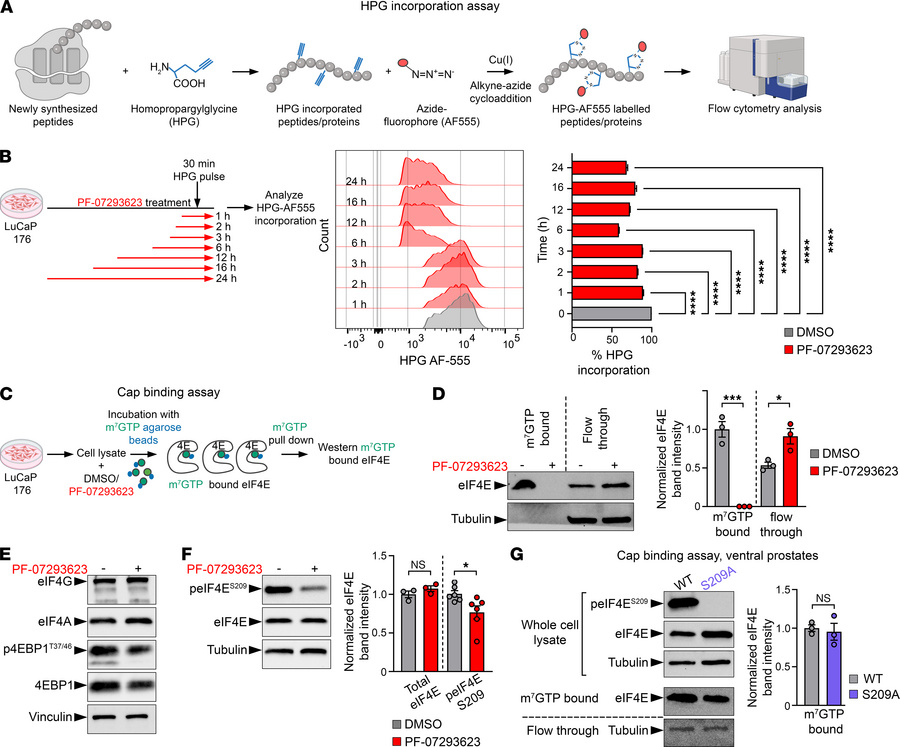 PF-07293623 impairs protein synthesis rates by suppressing eIF4E-m7G cap...