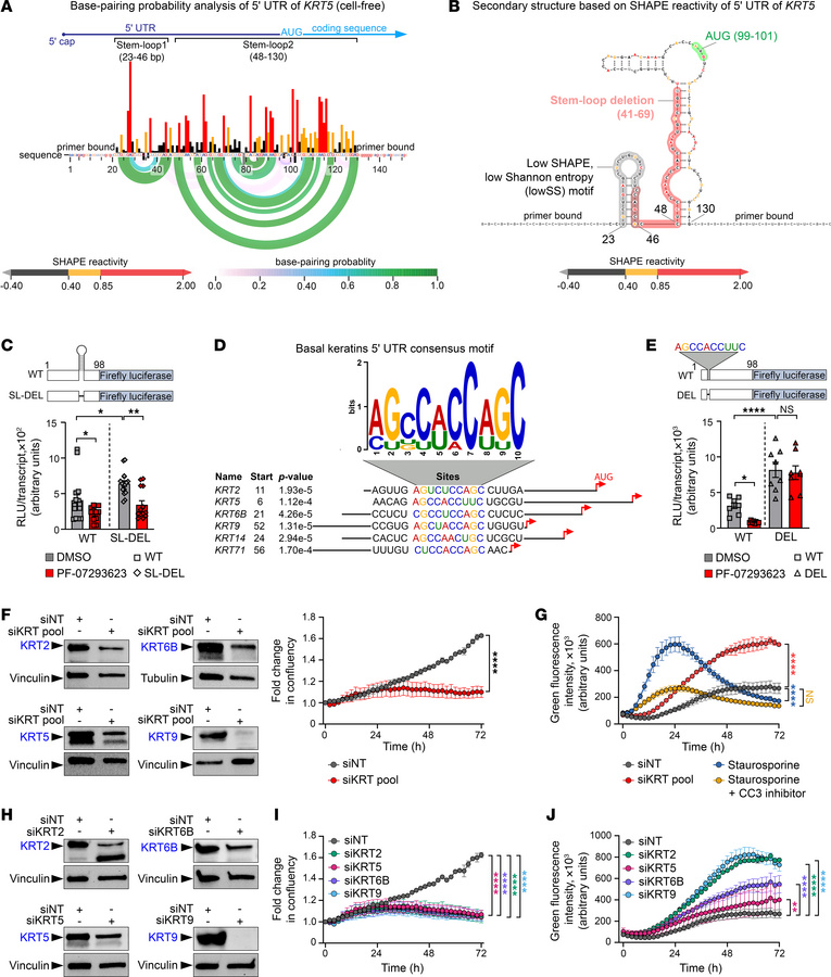 Basal keratins are translationally controlled and required for cell surv...