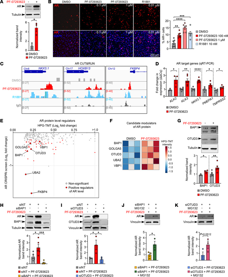 Deubiquitinases OTUD3 and BAP1 prevent AR degradation upon eIF4E cap-bin...