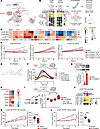 Inhibition of the eIF4E cap-binding domain suppresses advanced prostate can