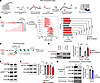PF-07293623 impairs protein synthesis rates by suppressing eIF4E-m7G cap-bi