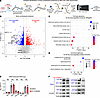 Loss of basal cell identity upon inhibition of the eIF4E cap-binding domain