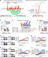 Basal keratins are translationally controlled and required for cell surviva