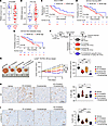 Cap binding domain of eIF4E drives lineage plasticity and restores sensitiv