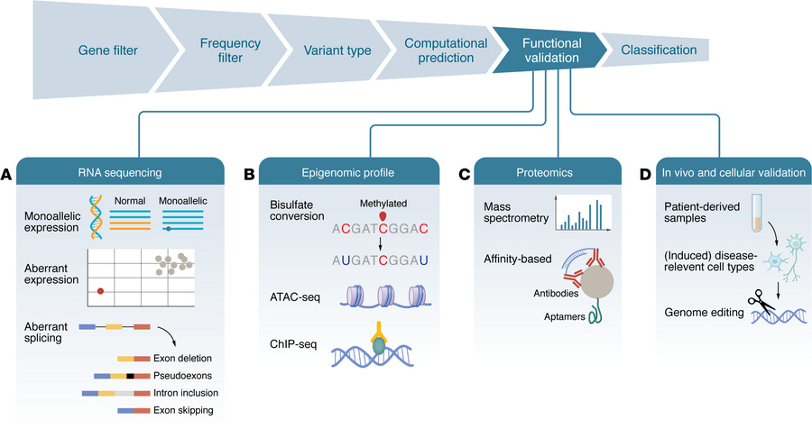 Integrative variant filtering and functional validation strategies.
Afte...
