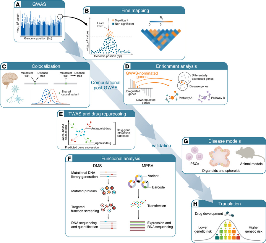 From genome-wide association to functional and translational insights.
(...