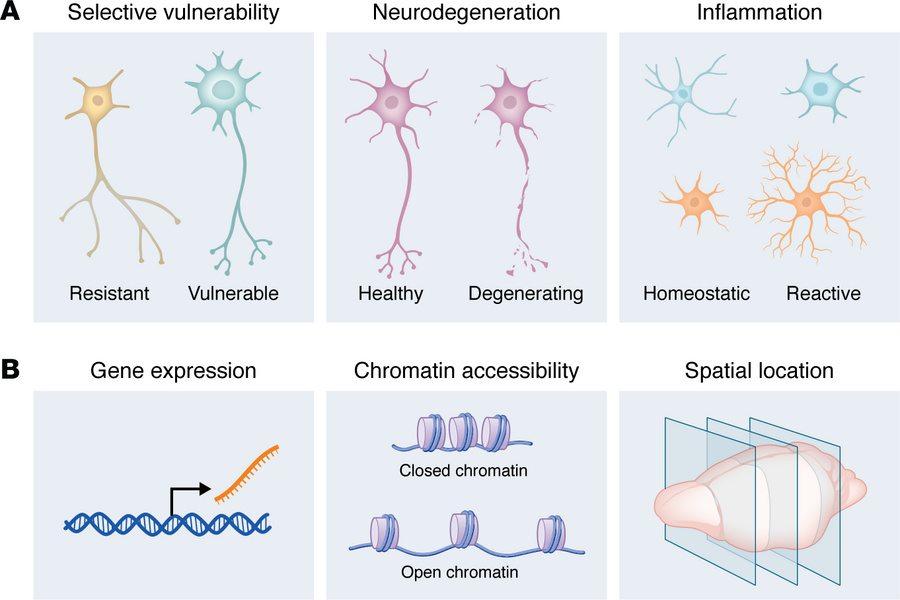 Single-cell comparisons and readouts for neurodegenerative diseases.
(A)...