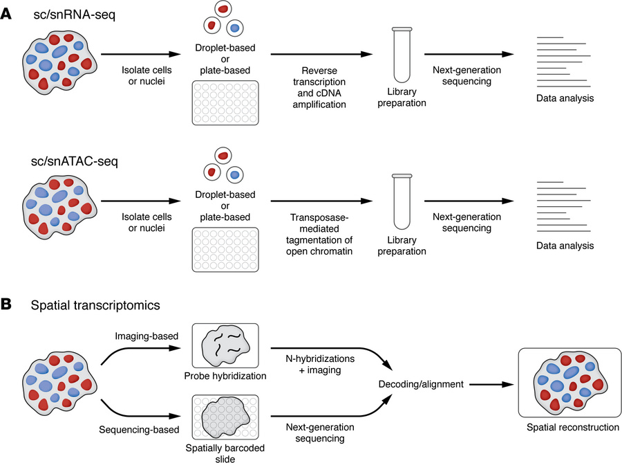Overview of single-cell and spatial transcriptomic sequencing workflows....