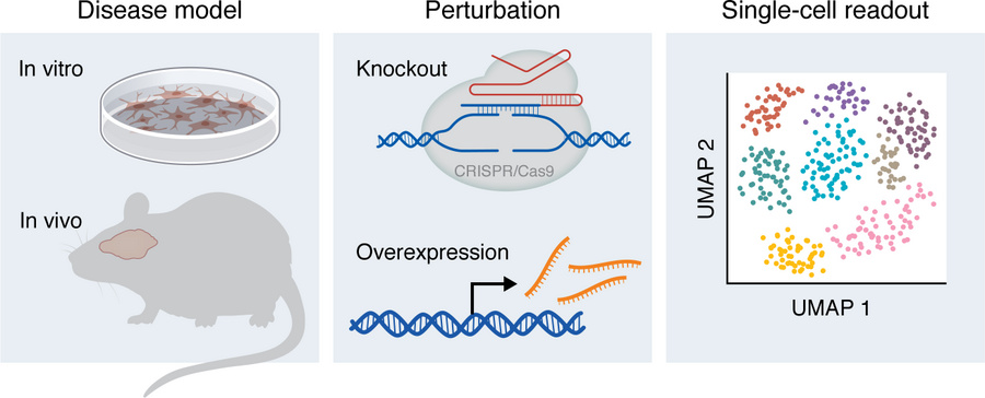Single-cell perturbation framework to test causal regulators of vulnerab...