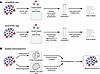 Overview of single-cell and spatial transcriptomic sequencing workflows.