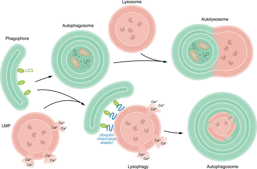 Autophagy and lysophagy pathways.
Schematic overview of canonical autoph...