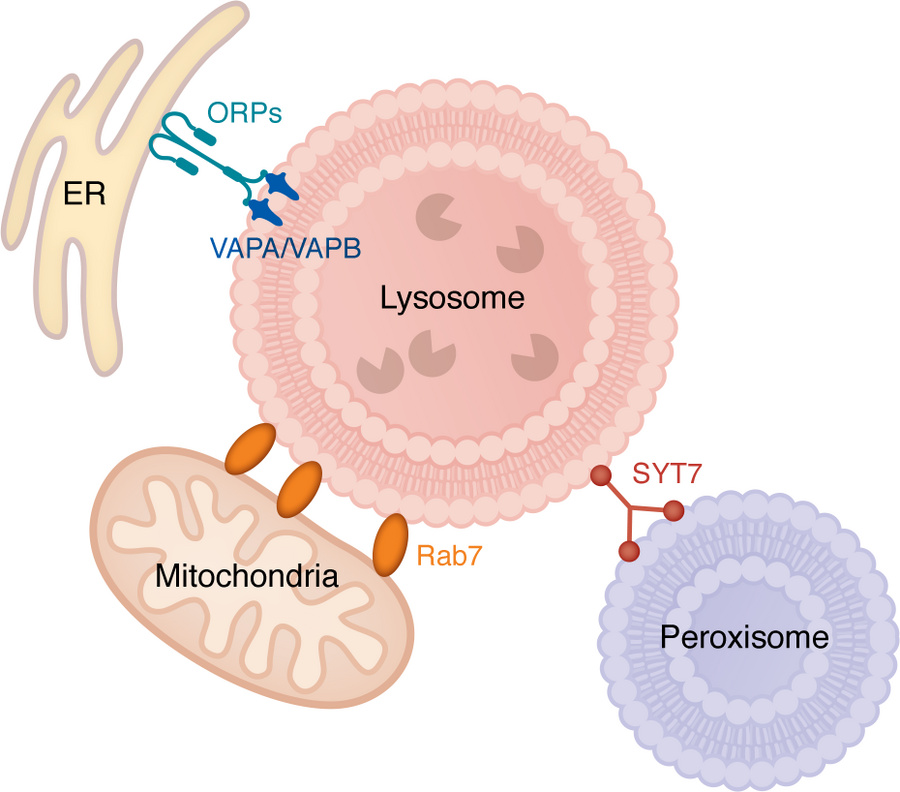 Lysosomal inter-organelle contact sites.
Lysosomes establish membrane co...