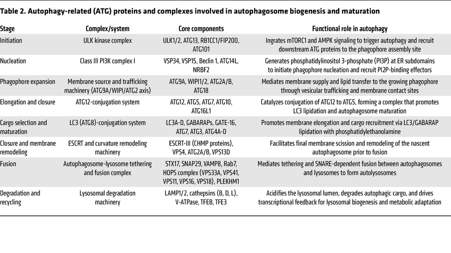 Autophagy-related (ATG) proteins and complexes involved in autophagosome...