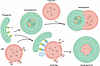 Autophagy and lysophagy pathways.