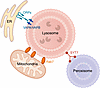 Lysosomal inter-organelle contact sites.
