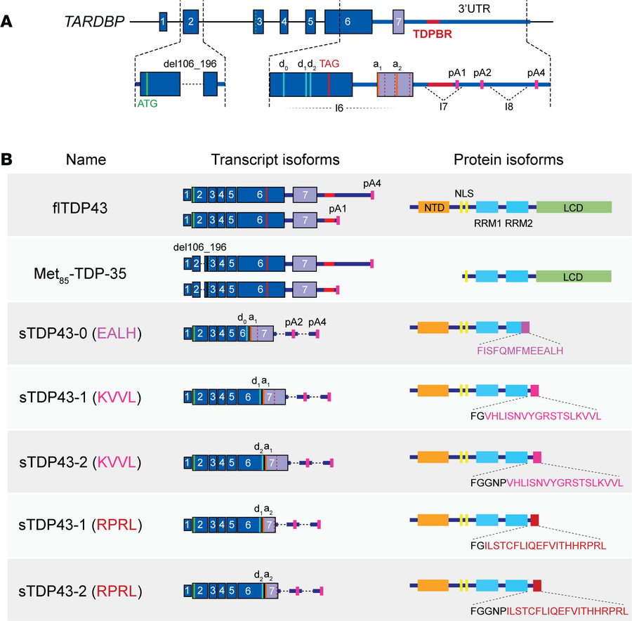 
TARDBP splicing gives rise to several distinct isoforms.
(A) Diagram of...