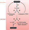 Early neuronal hyperactivity is tied to late-phase hypoactivity in ALS.