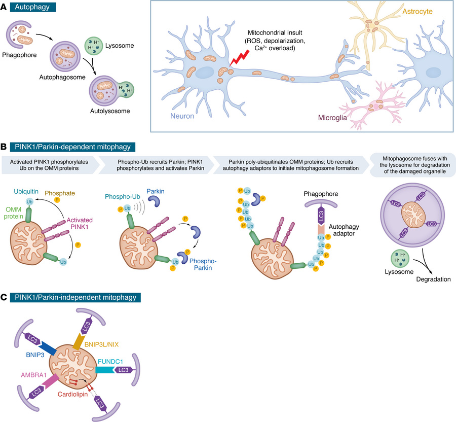 Mitochondrial quality control in neurons and glia.
Schematic representat...