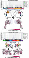 Mutational maps of PINK1 and Parkin.